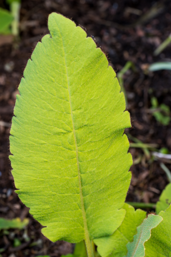 Mature green basal leaf showing serrate-dentate margin.